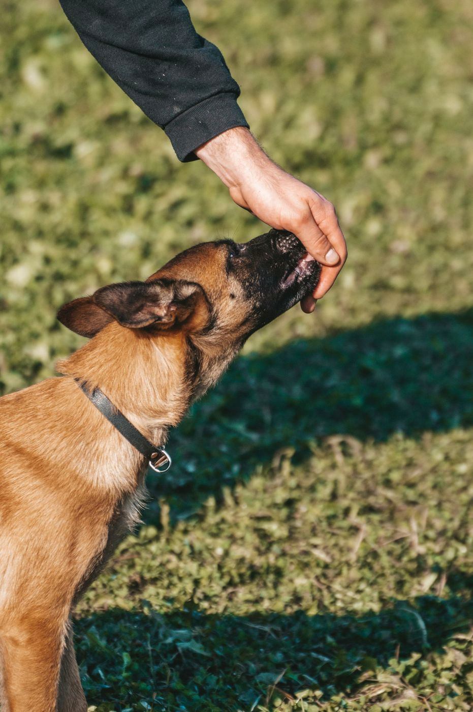 Belgian Malinois reaching up for a treat from a hand in warm light