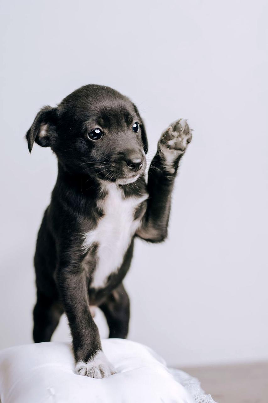 Black and white puppy lifting a paw on a white blanket