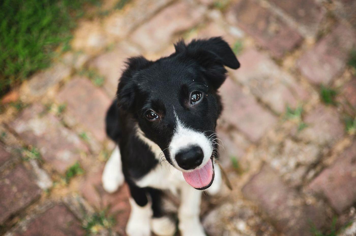 Border Collie puppy looking up from a brick path