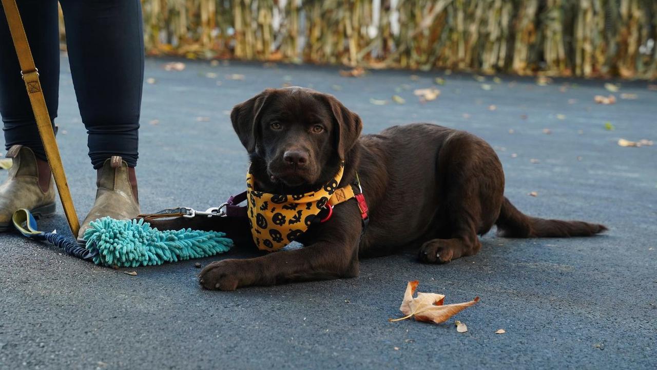 Chocolate Labrador puppy lying on the pavement in a bandana