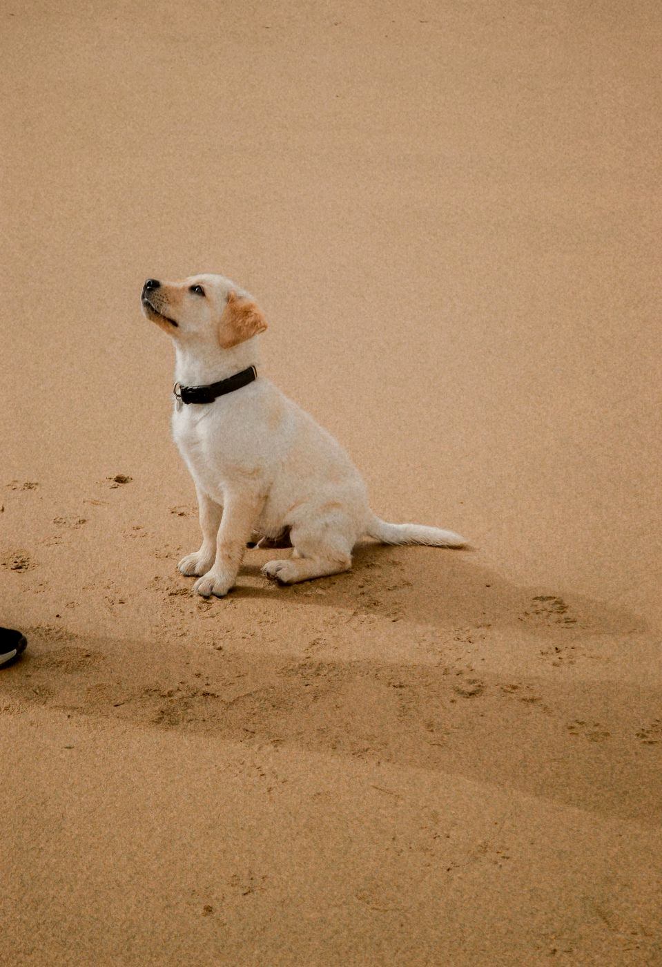 Cream puppy sitting upright on warm sand