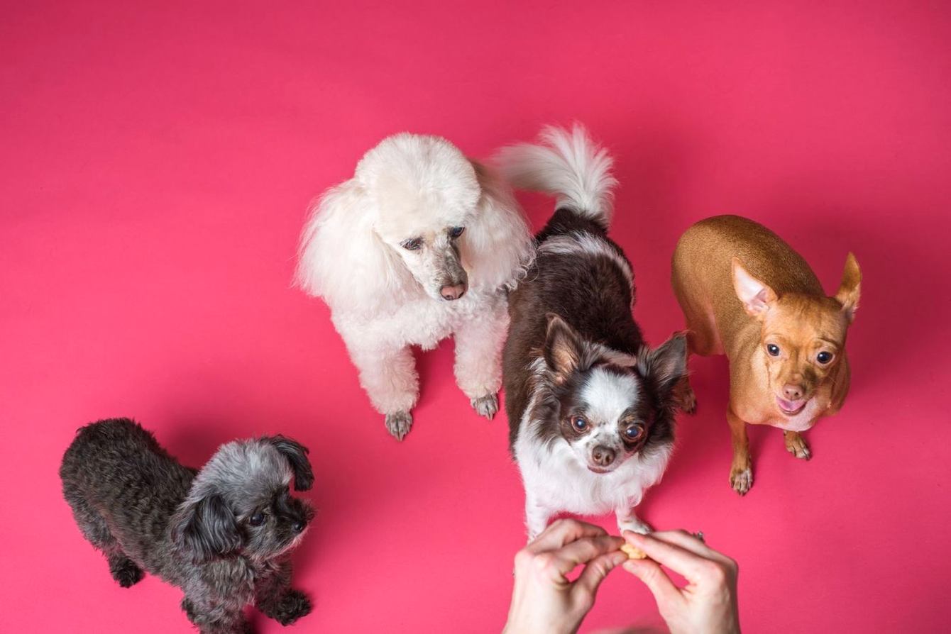 Four small dogs from above on a pink backdrop