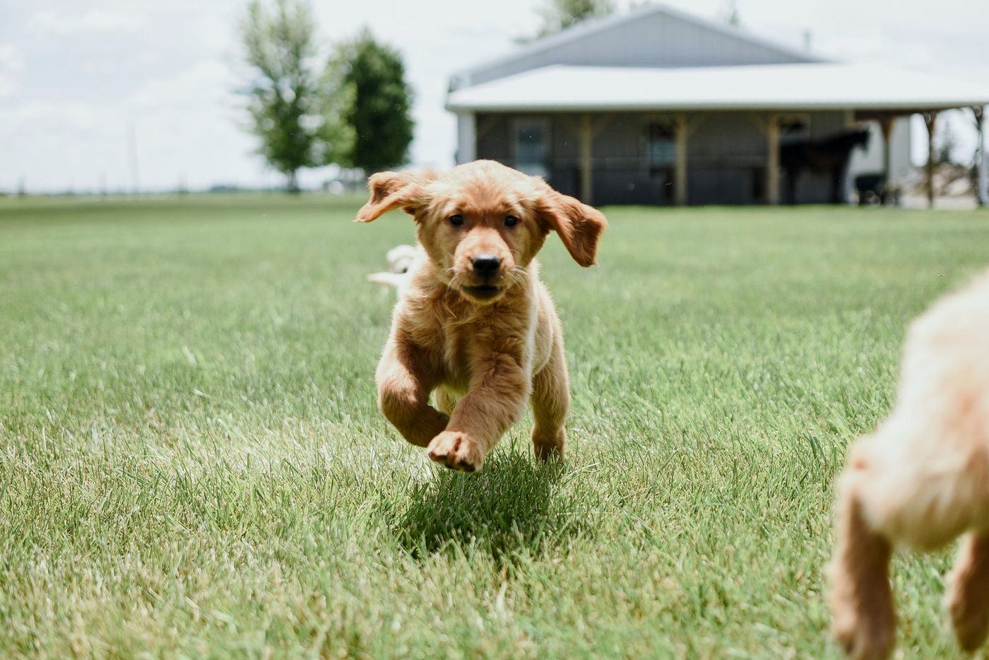 Golden puppy bounding across a lawn