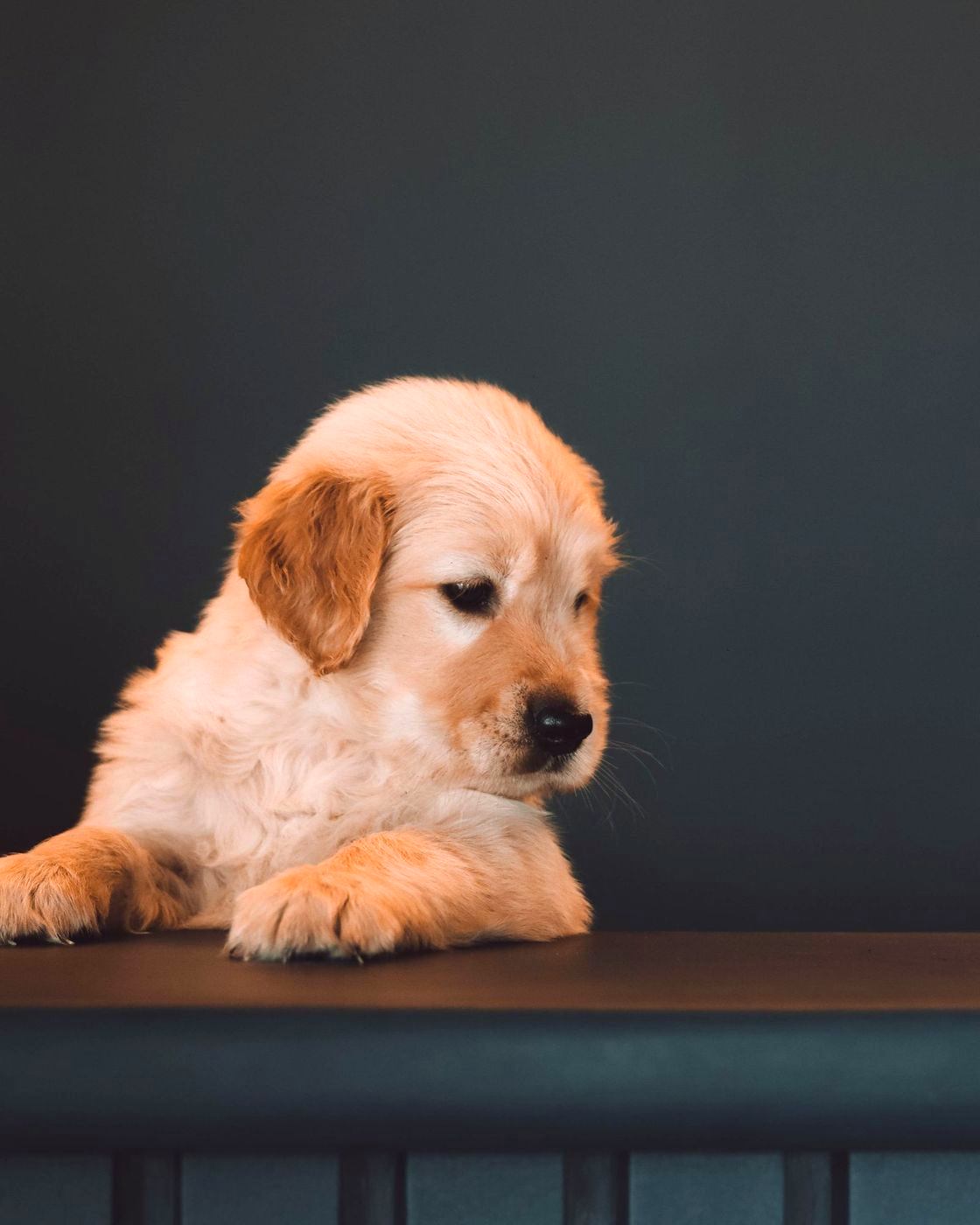Golden puppy resting its paws on a ledge